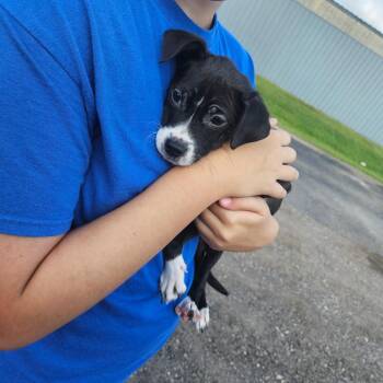 Vici -  Chihuahua and Mixed Breed Dog for Adoption in Tomah, Wisconsin - Vici | PetCurious