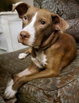 Rescue American Staffordshire Terrier and Mixed Breed Dogs for Adoption in Biloxi, Mississippi - Hershey Kissinger | PetCurious