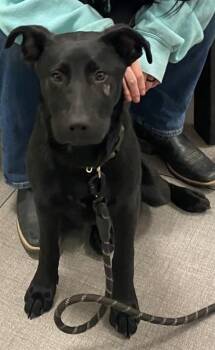 Pit Bull Terrier and Mixed Breed Dogs Available for Adoption - ABYSS | PetCurious