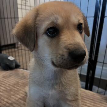 Nessa -  Shepherd and Mixed Breed Dog for Adoption in Austin, Texas - Nessa | PetCurious