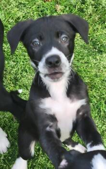 Collie Dogs Available for Adoption - Huckleberry | PetCurious