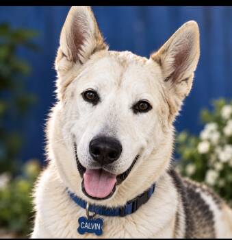 Calvin -  Siberian Husky and German Shepherd Dog Dog for Adoption in Cumming, Georgia - Calvin | PetCurious