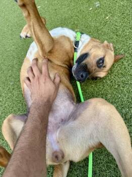 Ballyclare -  Mixed Breed Dog for Adoption in Wichita, Kansas - Ballyclare | PetCurious