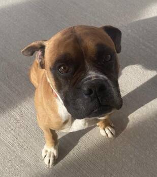 Boxer Dogs Available for Adoption - Greg Davies | PetCurious