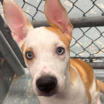 Mixed Breed Dogs Available for Adoption in Marshall, Virginia - Radar | PetCurious