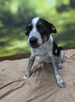 Guinevere -  Australian Cattle Dog Blue Heeler Dog for Adoption in Little Rock, Arkansas - Guinevere | PetCurious