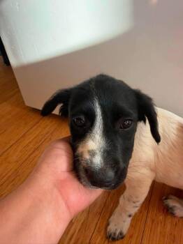 Rucker -  Maltese and Spaniel Dog for Adoption in Lafayette, California - Rucker | PetCurious