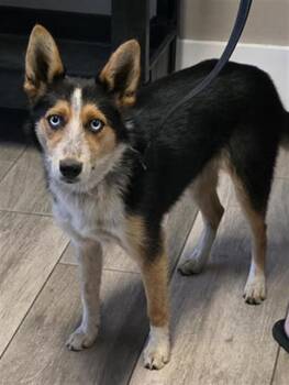 Australian Cattle Dog Blue Heeler and Border Collie Dogs Available for Adoption in Redlands, California - BARBIE | PetCurious