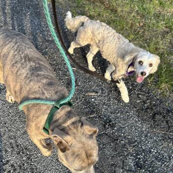 Darla -  Bernese Mountain Dog and Miniature Poodle Dog for Adoption in Sinking Spring, Pennsylvania - Darla | PetCurious