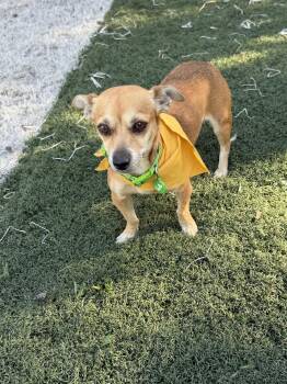 Rose -  Chihuahua Dog for Adoption in Orange, California - Rose | PetCurious