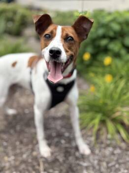 Bagel -  Rat Terrier Dog for Adoption in Crystal Lake, Illinois - Bagel | PetCurious