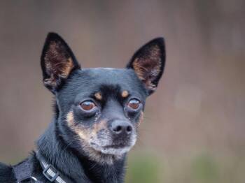 Miniature Pinscher and Chihuahua Dogs Available for Adoption in Pointe-fortune, Quebec - Gucci | PetCurious