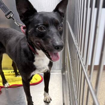 Mariah -  Terrier Dog for Adoption in Knoxville, Tennessee - Mariah | PetCurious