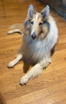 Rescue Collie Dogs for Adoption in Chantilly, Virginia - Calie | PetCurious
