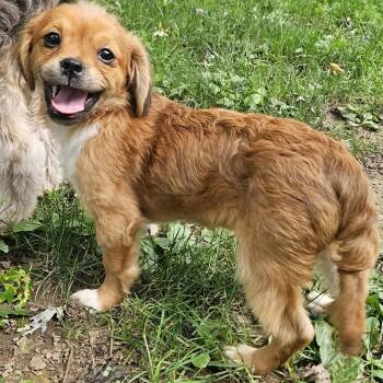 Barry -  Shih Tzu and Miniature Poodle Dog for Adoption in Brockport, New York - Barry | PetCurious