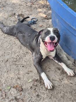 Rescue Pit Bull Terrier and Mixed Breed Dogs for Adoption in Hortense, Georgia - Louie | PetCurious