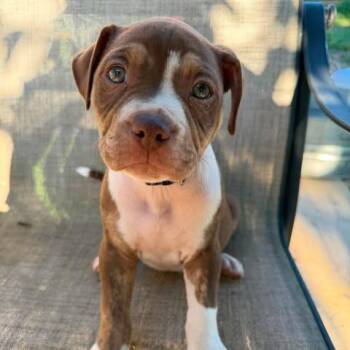 Truffle -  Pit Bull Terrier Dog for Adoption in Jarrettsville, Maryland - Truffle | PetCurious