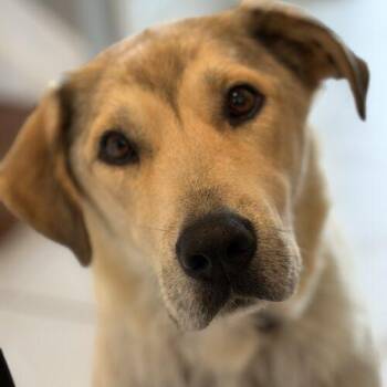 Norma -  Great Pyrenees and Golden Retriever Dog for Adoption in Vienna, Ontario - Norma | PetCurious