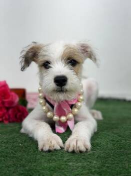 Mopsy -  Schnauzer and Border Terrier Dog for Adoption in Carlsbad, California - Mopsy | PetCurious