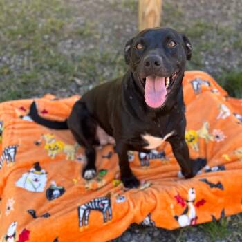 Mixed Breed Dogs Available for Adoption in Fairmont, West Virginia - Nemo | PetCurious