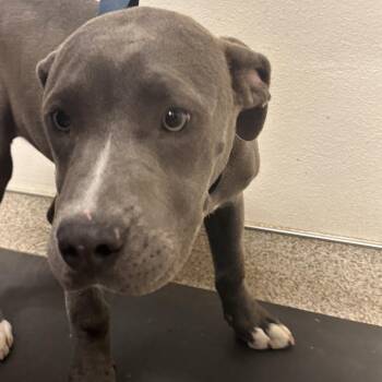 Brandy -  Mixed Breed Dog for Adoption in Medford, Oregon - Brandy | PetCurious