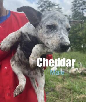 Cheddar -  Cattle Dog Dog for Adoption in Irwin, Pennsylvania - Cheddar | PetCurious