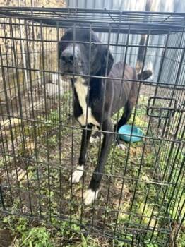 Rescue Retriever and Mixed Breed Dogs for Adoption in Fort Worth, Texas - 58613013 | PetCurious