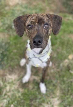 Pat- Jack -  Hound Dog for Adoption in Dickson, Tennessee - Pat- Jack | PetCurious