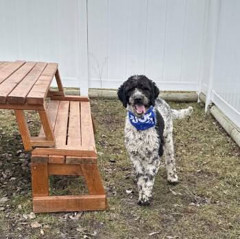 Labrador Retriever and Poodle Dogs Available for Adoption - Rocky | PetCurious