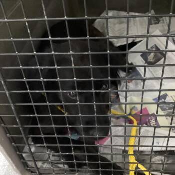 Bella -  Collie and Mixed Breed Dog for Adoption in Montgomery, Alabama - Bella | PetCurious