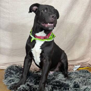 Jasper -  American Bulldog Dog for Adoption in Defuniak Springs, Florida - Jasper | PetCurious