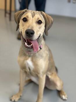 Mixed Breed Dogs Available for Adoption - Mya | PetCurious