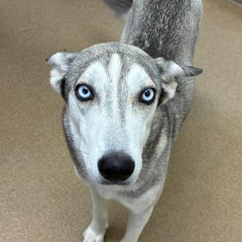 Husky Dogs Available for Adoption in Corpus Christi, Texas - Junie B Jones | PetCurious
