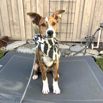 Nutmeg -  Pit Bull Terrier and Basenji Dog for Adoption in Los Angeles, California - Nutmeg | PetCurious