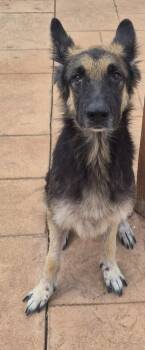 Blanche -  German Shepherd Dog and Mixed Breed Dog for Adoption in Shreveport, Louisiana - Blanche | PetCurious