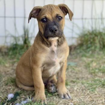 Nelson -  Pit Bull Terrier and Mixed Breed Dog for Adoption in Mead, Colorado - Nelson | PetCurious