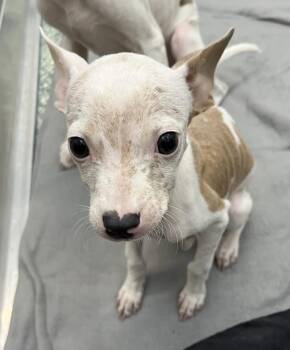 Rescue Pit Bull Terrier and Mixed Breed Dogs for Adoption in Salisbury, North Carolina - OLIVE | PetCurious