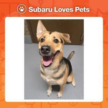 Rescue Mixed Breed Dogs for Adoption in Eugene, Oregon - Mitski | PetCurious