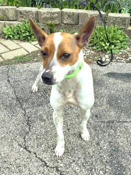 Jack -  Jack Russell Terrier Dog Available for Adoption - Jack | PetCurious