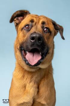 Clarence -  Rottweiler and German Shepherd Dog Dog for Adoption in Hoffman Estates, Illinois - Clarence | PetCurious