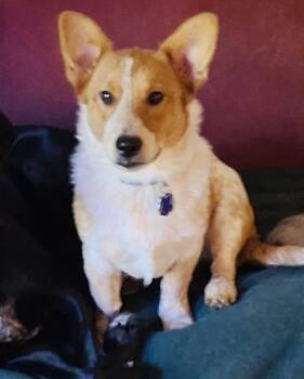 Rescue Corgi and Cattle Dog Dogs for Adoption in Grand Rapids, Michigan - Dixie | PetCurious