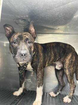 Mixed Breed Dogs Available for Adoption in Dallas, Texas - DOBIE | PetCurious