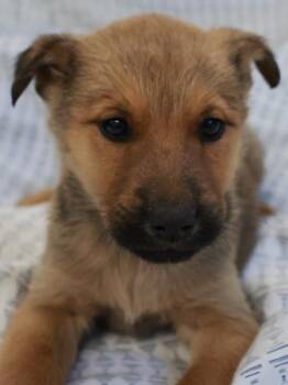 Mako -  Shepherd Dog for Adoption in Thief River Falls, Minnesota - Mako | PetCurious