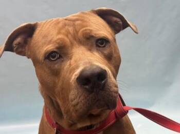 Prophet -  Pit Bull Terrier and Mixed Breed Dog for Adoption in Golden Valley, Minnesota - Prophet | PetCurious