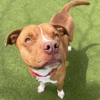 Mixed Breed Dogs Available for Adoption in New Bedford, Massachusetts - Nugget | PetCurious