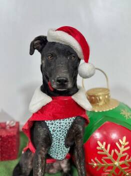 Gary-One of our Amazing Rescue Dogs -  Black Labrador Retriever and Mixed Breed Dog for Adoption in Carlsbad, California - Gary-One Of Our Amazing Rescue Dogs | PetCurious