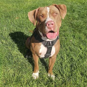 Cooper -  Pit Bull Terrier Dog for Adoption in Apple Valley, California - Cooper | PetCurious