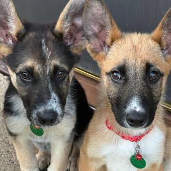Tortellini -  Mixed Breed Dog for Adoption in Buffalo, Minnesota - Tortellini | PetCurious