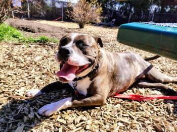 Pit Bull Terrier Dogs Available for Adoption in Vancouver, Washington - Violet | PetCurious
