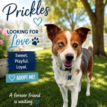 Prickles -  Australian Cattle Dog Blue Heeler Dog for Adoption in Williston, Vermont - Prickles | PetCurious